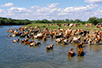 A watering place on the Tamiš near Tomaševac (Photo: Miodrag Grubački)